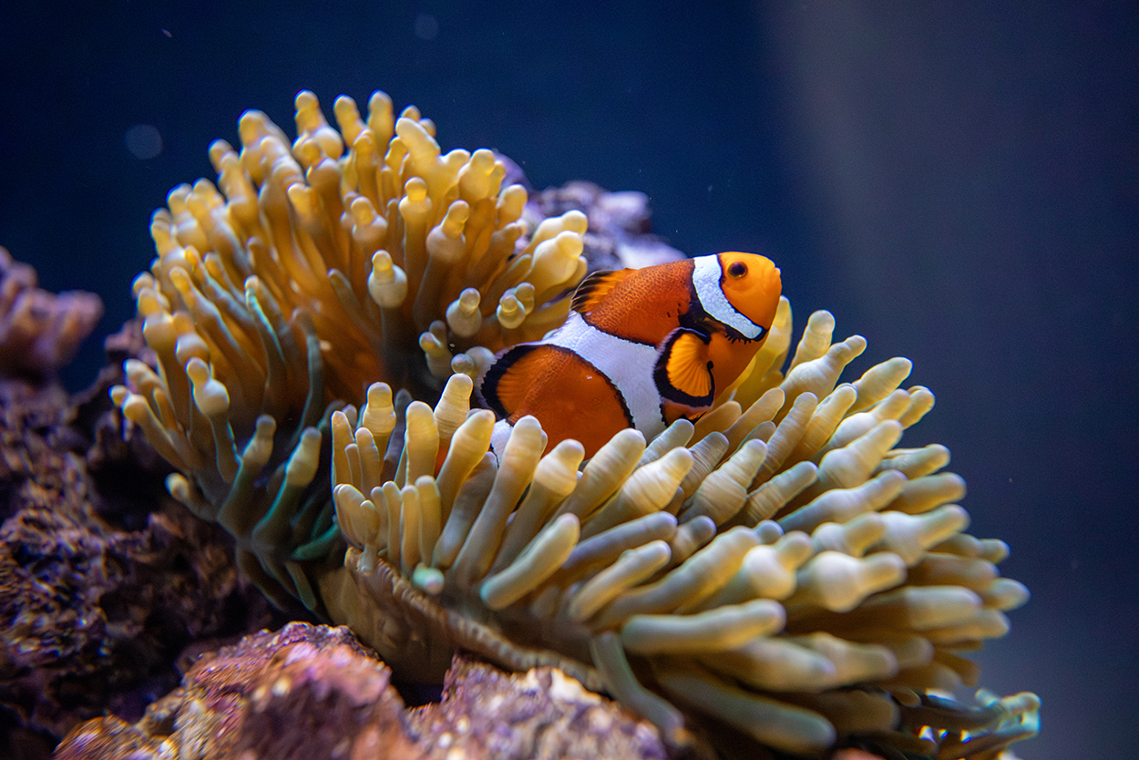 5 Symbiotic marine relationships 1 a Clownfish inside a sponge
