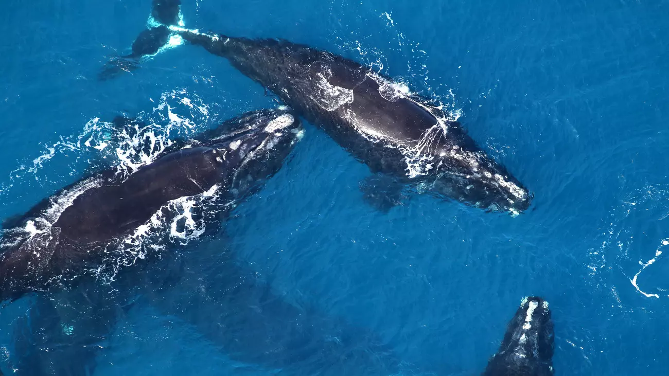 A group of several North Atlantic right whales socializing off the coast of Florida. Photo: © Sea to Shore Alliance,