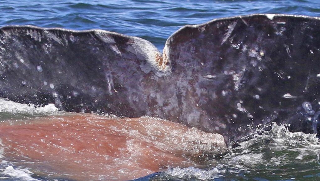 Whale poop gives insight into stress levels