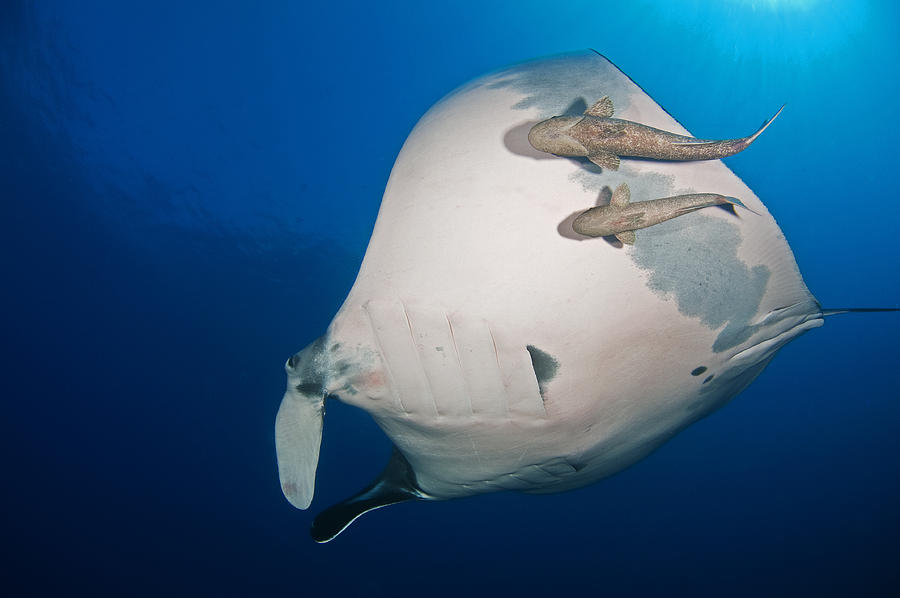 5 Symbiotic marine relationships 6 Remoras sticking to a manta ray