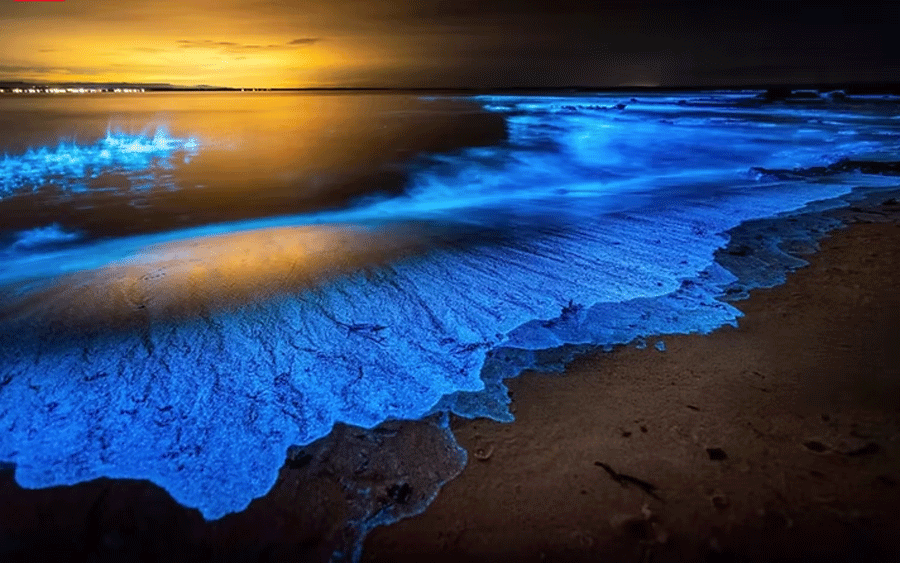 Red Tide, Blue Tide: Bioluminescence in the Ocean 1 bioluminescent-blue-tide-ocean-waves.jpg Vivid neon blue bioluminescent waves crashing on a dark beach at night due to dinoflagellate bloom.