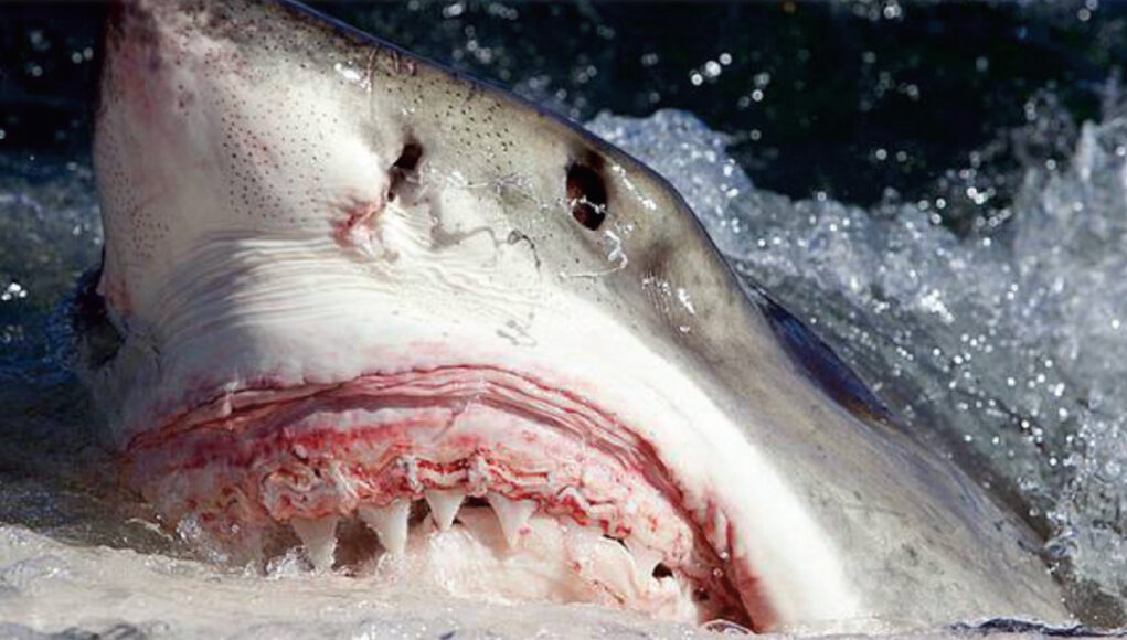 Dead whales provide a carbon footprint as a great white shark freast on the dead whale