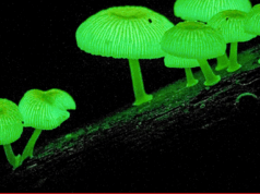 Red Tide, Blue Tide: Bioluminescence in the Ocean This Mycena lampadis is one of about 80 species of mushrooms that have the ability to glow.