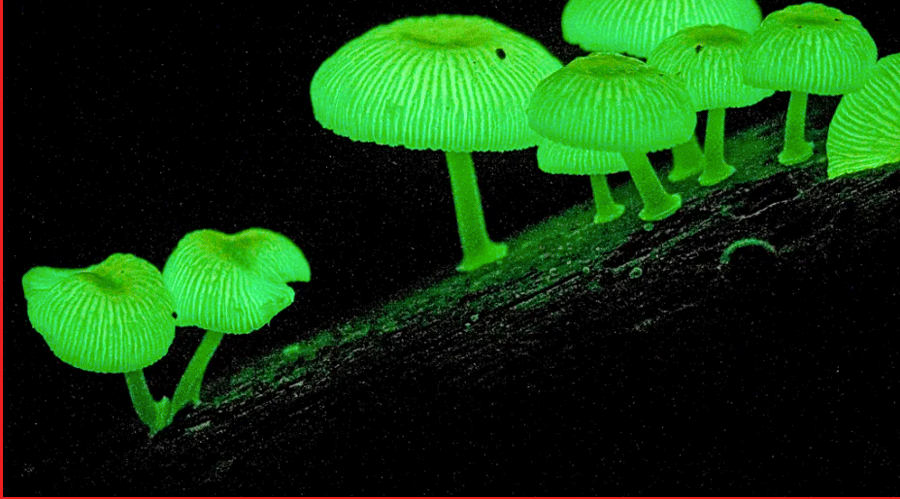 This Mycena lampadis is one of about 80 species of mushrooms that have the ability to glow.