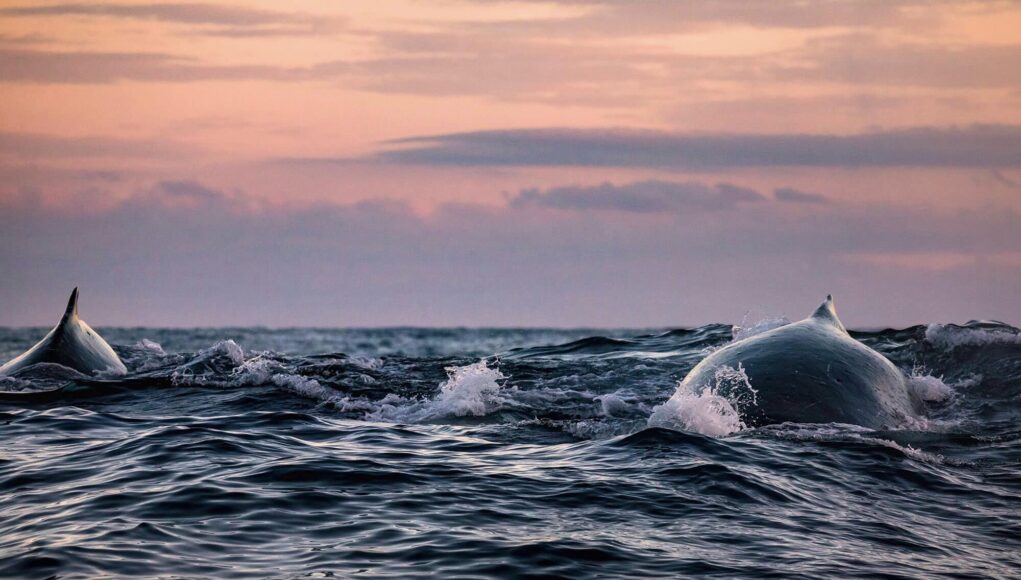 Humpback Whales thriving in Kenyan waters
