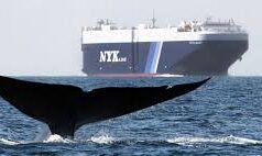 Dead fin whale hit by cruise ship spotted in Vancouver’s harbour Large whales and vessel strikes