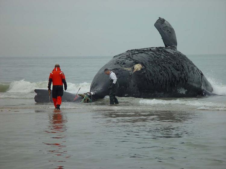 whale striked by a ship