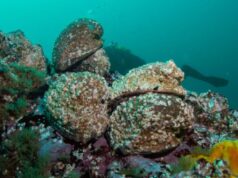 Abalone- mollusk we will soon only see on a postcard