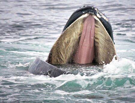 Right Whale Mum open her mouth to show the baleen plates on her upper jaw
