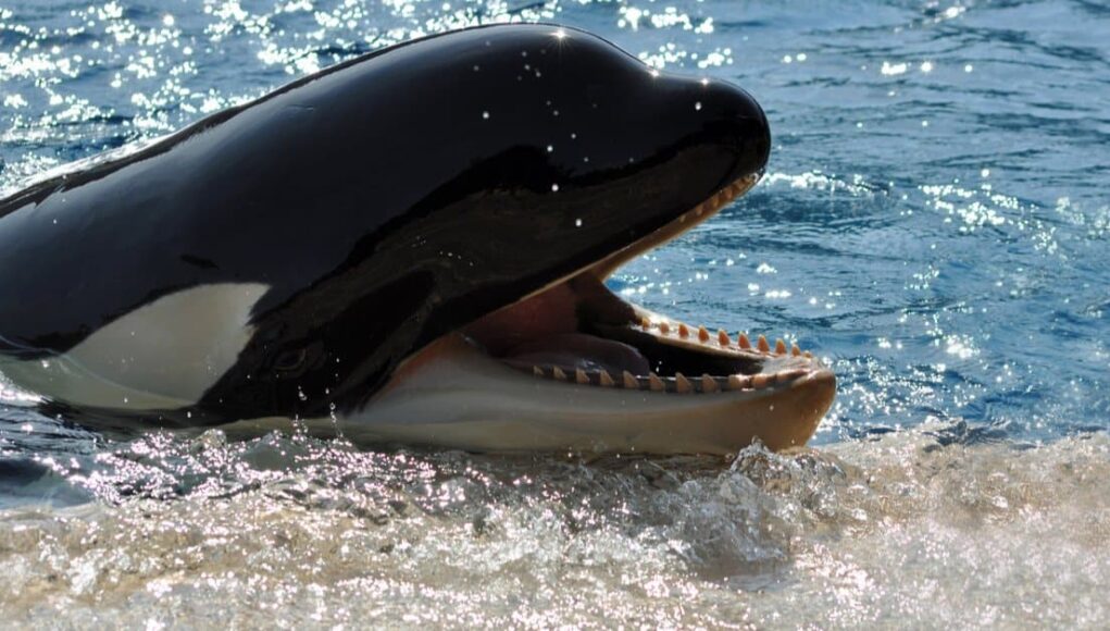 he sperm whale has the largest teeth of any whale species. Sperm whales only have teeth on their lower jaw — their upper jaw has sockets for teeth to rest in – and their teeth can reach incredible lengths