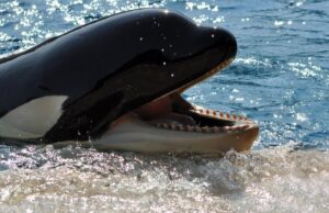 Teeth or bristles he sperm whale has the largest teeth of any whale species. Sperm whales only have teeth on their lower jaw — their upper jaw has sockets for teeth to rest in – and their teeth can reach incredible lengths
