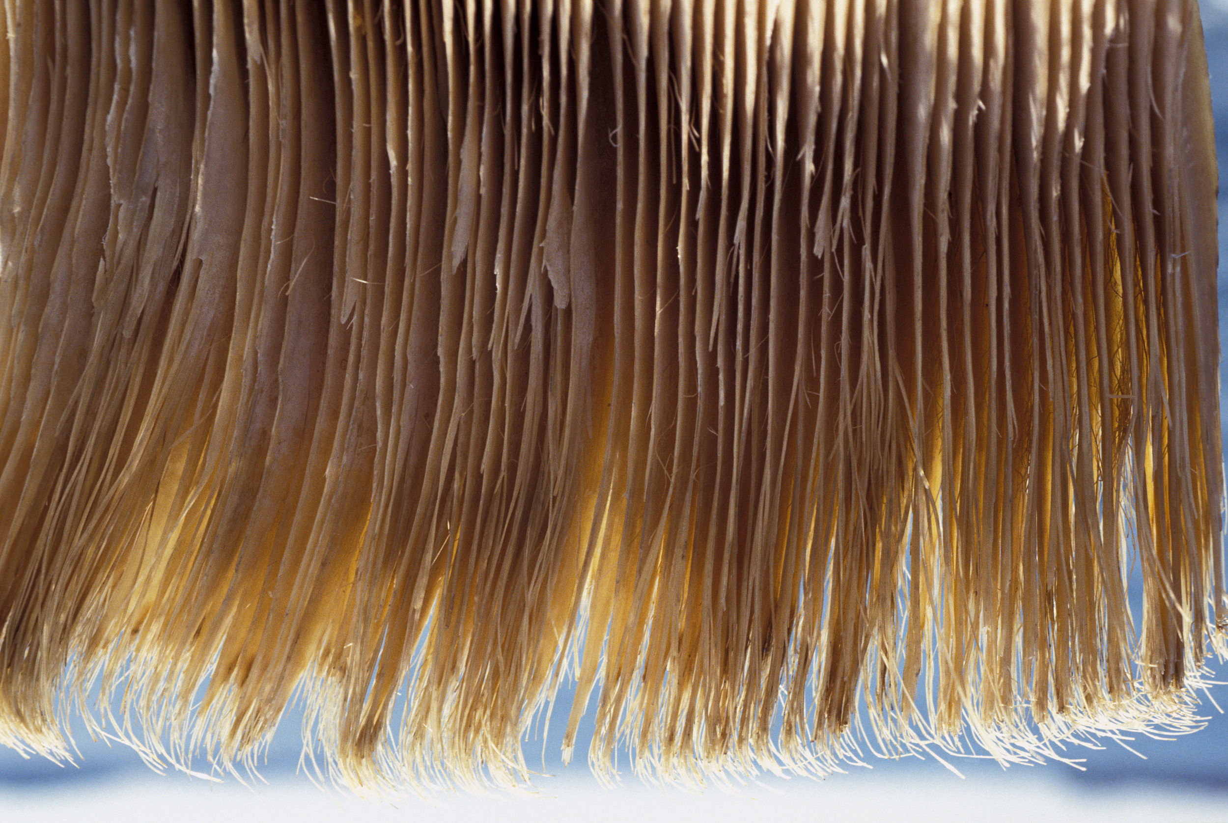 plates baleen whales