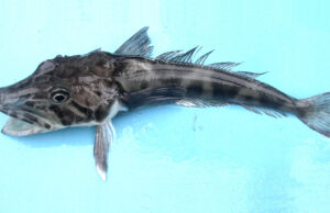 As Arctic water became colder, cod has become Antifreeze Fish