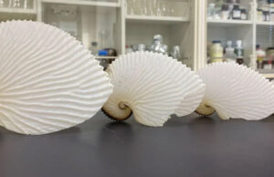 The Argonaut or the Paper Nautilus. An argonaut—is not a nautilus at all. It’s actually an octopus!