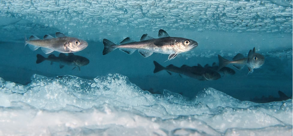 As Arctic waters got colder, cod evolved the ability to make antifreeze. (Peter Leopo 