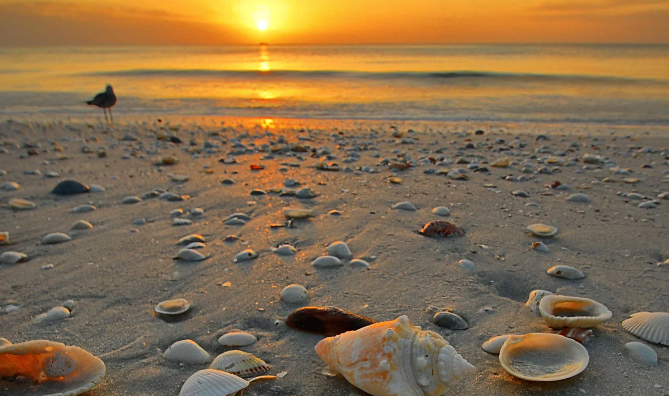 Beachcombing at sunrise