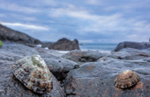 The Limpet: Meet the Owner of the Strongest Material in the Animal Kingdom Limpet's teeth are the strongest material known to man,