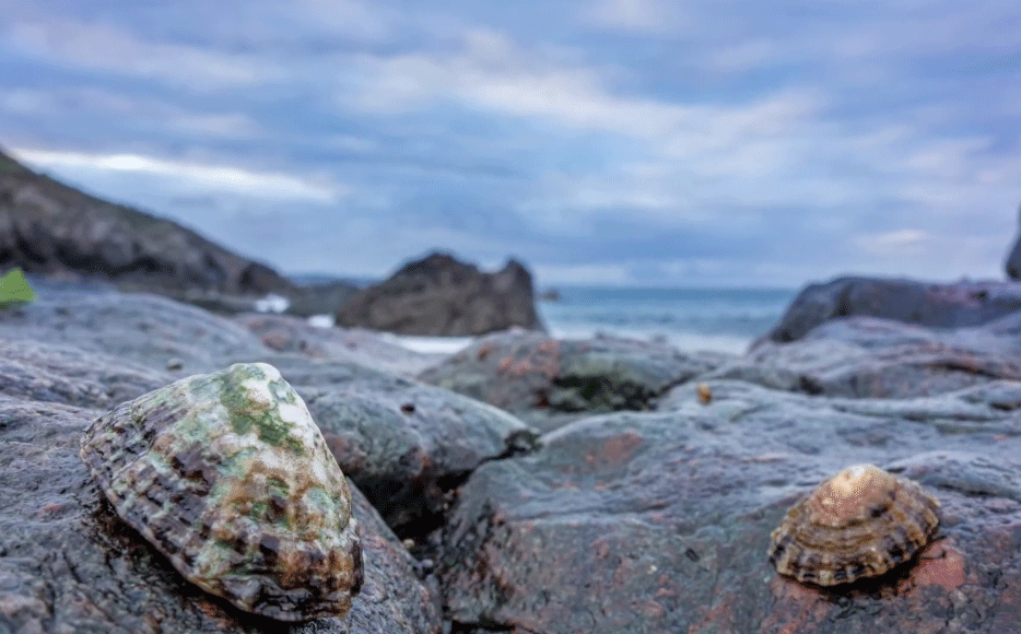 Limpets-on-rocks Limpet's teeth are the strongest material known to man,