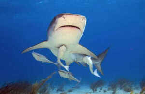 How do remoras stick to their host?