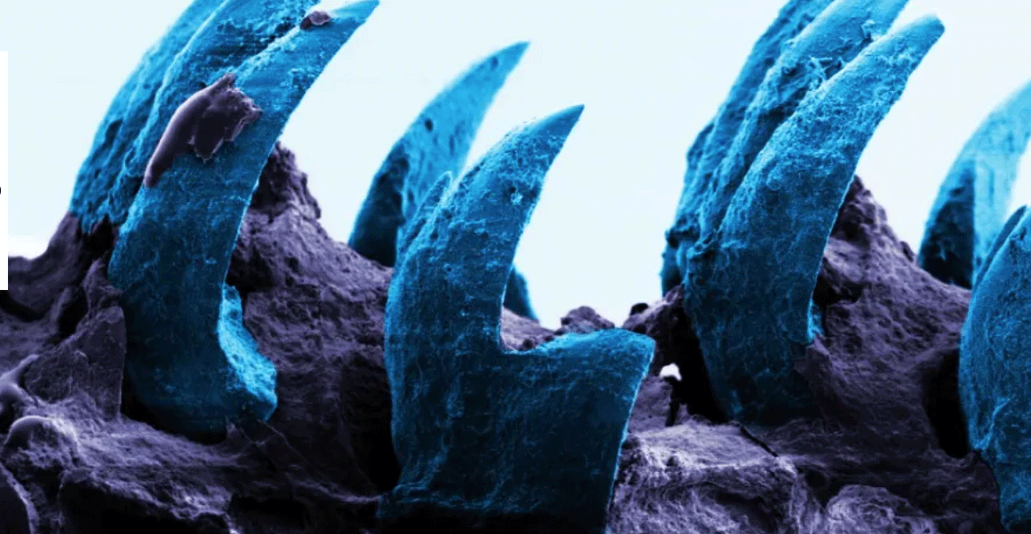 The Limpet: Meet the Owner of the Strongest Material in the Animal Kingdom 2 Macro photography of a limpet's underside showing the radula, the tongue-like organ containing the strongest biological teeth in the animal kingdom.