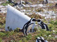 #GreenXmas @intheOverberg Dyer Island Conservation Trust and the penguin house