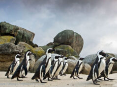 Psst, Buddy, That Cute Penguin Is Making Eyes At You.. African Penguins on a beach