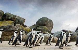 Psst, Buddy, That Cute Penguin Is Making Eyes At You.. African Penguins on a beach