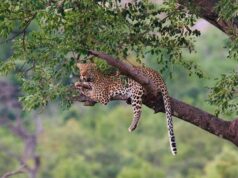 Elusive leopard kill 33 penguins at Stony Point