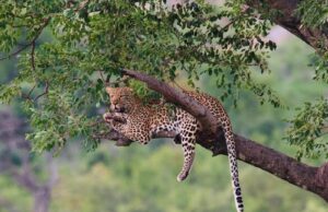 Elusive leopard kill 33 penguins at Stony Point