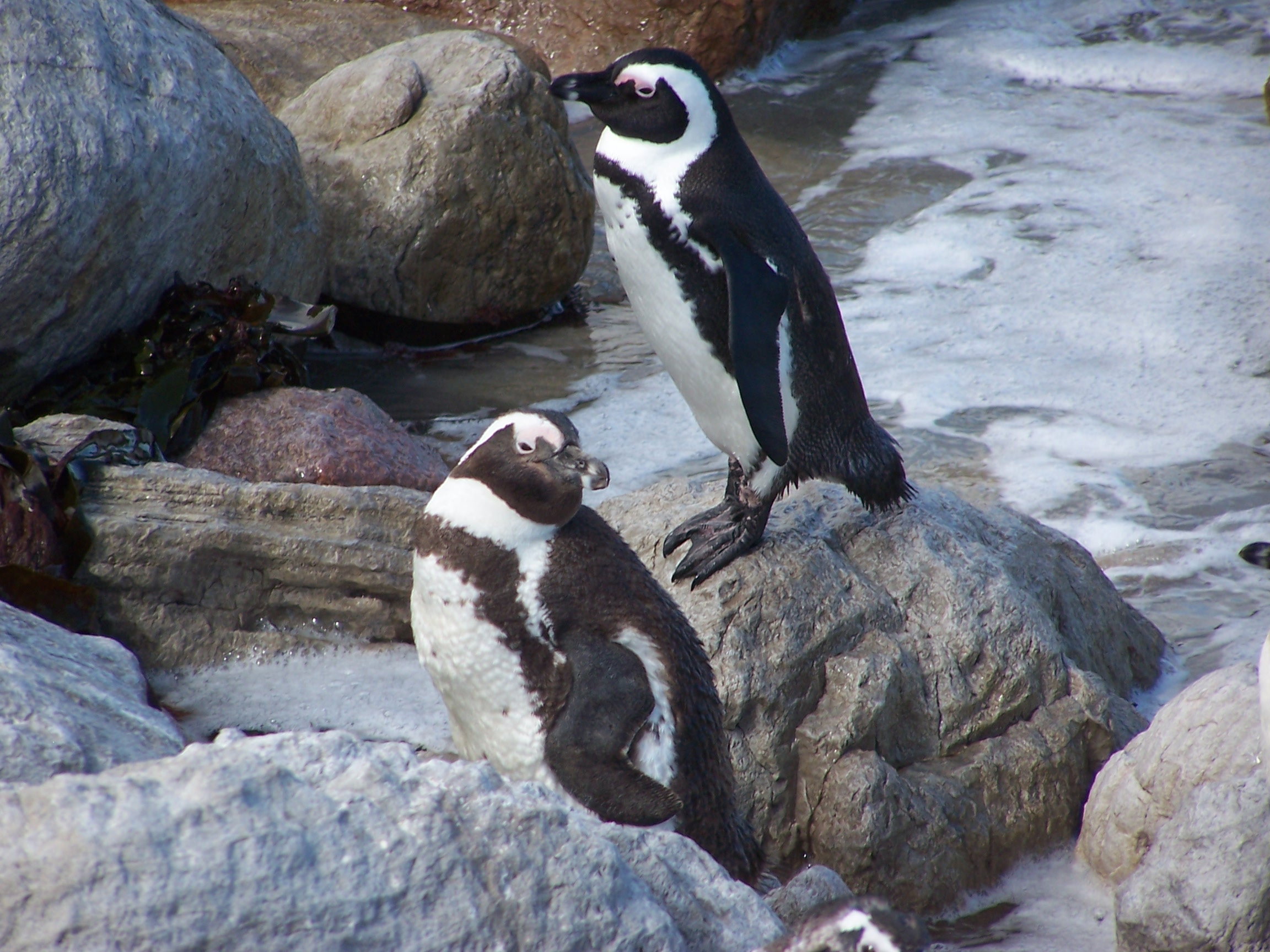 Psst, Buddy, That Cute Penguin Is Making Eyes At You.. 4 African Penguins on the beach