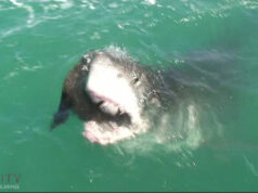 Iconic breaching is not the only way white sharks hunt for their prey Great White Shark grabbed a cape fur seal