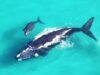 Southern Right Whales..gentle giants of the ocean Southern Right Whale mother and calf
