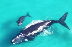 Southern Right Whales..gentle giants of the ocean Southern Right Whale mother and calf