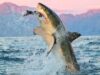 Where did the Gansbaai sharks go? Great White Shark grabbing a cape fur seal