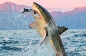 Where did the Gansbaai sharks go? Great White Shark grabbing a cape fur seal