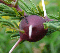 whistling thorns provides ants with homes in the form of swollen thorns,