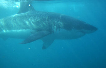 Can white sharks see in murky water? Hidden Hunters: How Great White Sharks Navigate Low-Visibility Waters