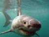 Can white sharks see in murky water?