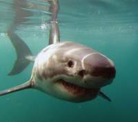Can white sharks see in murky water?