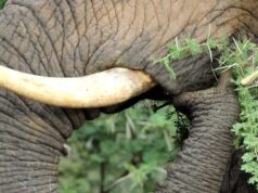 How Acacia Trees Prevent Elephant Attacks: With Armies of Ants