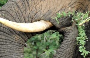 How Acacia Trees Prevent Elephant Attacks: With Armies of Ants