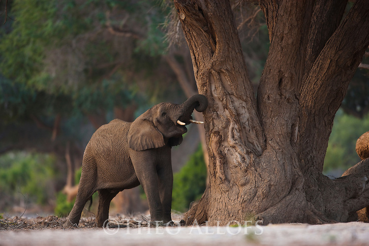 elephant stripping the bark from an Acasia tree