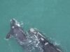 Annual aerial survey of southern right whales Annual whale count is conducted in the beginning of September along the Southern Afican coast