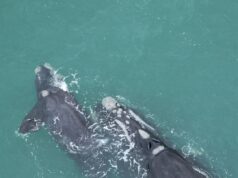 Annual aerial survey of southern right whales Annual whale count is conducted in the beginning of September along the Southern Afican coast