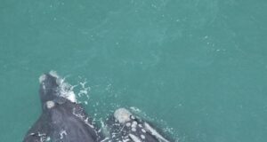 Annual aerial survey of southern right whales Annual whale count is conducted in the beginning of September along the Southern Afican coast