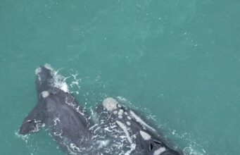 Annual aerial survey of southern right whales Annual whale count is conducted in the beginning of September along the Southern Afican coast