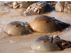 The humble animal who saves the most human lives horse shoe crabs on a beach