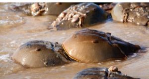 The humble animal who saves the most human lives horse shoe crabs on a beach