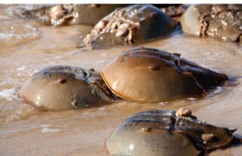 The humble animal who saves the most human lives horse shoe crabs on a beach