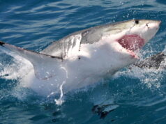 WWII’s Codebreaker Theory breaks the code of the Pattern of Shark Scales